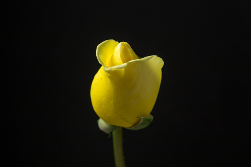 Photo of yellow rose flower blooming on black background. A rose is a woody perennial flowering plant of the genus Rosa, in the family Rosaceae, or the flower it bears. There are over three hundred species and tens of thousands of cultivars. They form a group of plants that can be erect shrubs, climbing, or trailing, with stems that are often armed with sharp prickles. Their flowers vary in size and shape and are usually large and showy, in colours ranging from white through yellows and reds. Most species are native to Asia, with smaller numbers native to Europe, North America, and northwestern Africa. Species, cultivars and hybrids are all widely grown for their beauty and often are fragrant. Roses have acquired cultural significance in many societies. Rose plants range in size from compact, miniature roses, to climbers that can reach seven meters in height.