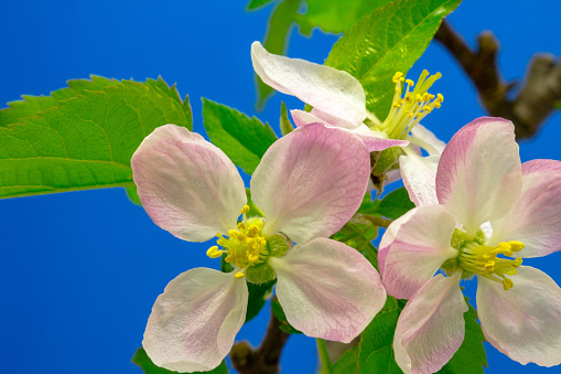 Photo of an Apple tree white flower blossom bloom and grow on a blue background. Blooming flower of Malus domestica. Little white flower, growing and blooming on white background. Apple trees are cultivated worldwide and are the most widely grown species in the genus Malus. Apple trees are large if grown from seed. Generally, apple cultivars are propagated by grafting onto rootstocks, which control the size of the resulting tree.