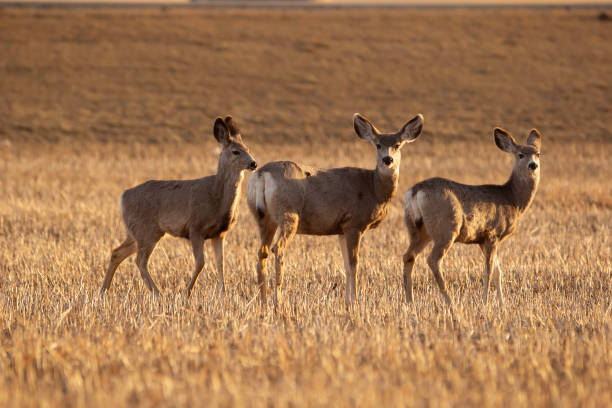 istock Mule deers are standing in the field with stubles in early spring. 1485513450