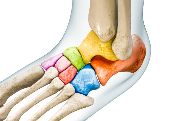 huesos tarsales o tarso en colores con contornos corporales ilustración de renderizado 3d aislada en blanco con espacio de copia. esqueleto humano y anatomía del pie, diagrama médico, conceptos del sistema esquelético. - talus fotografías e imágenes de stock