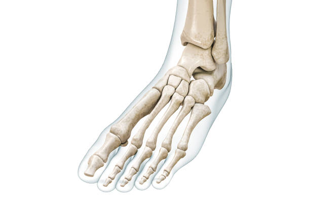 istock Foot and toe bones with body contours 3D rendering illustration isolated on white with copy space. Human skeleton and leg anatomy, medical diagram, osteology, skeletal system concepts. 1485513966