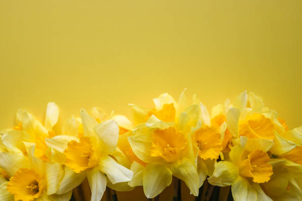 Bouquet of daffodils on color background, top view with space for text. Fresh spring flowers.