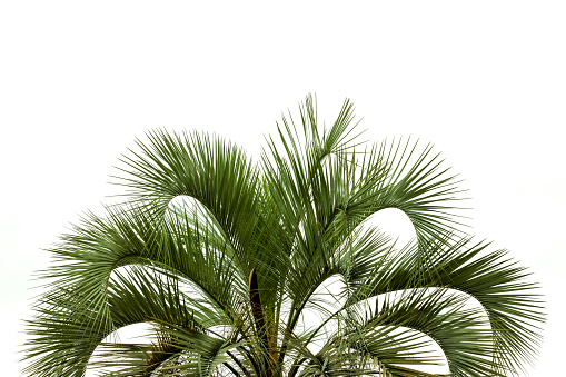 Vertical shot of green house plant, sago palm or cycas revoluta in ceramic flower pot isolated on white background with copy space. Floral home decoration concept