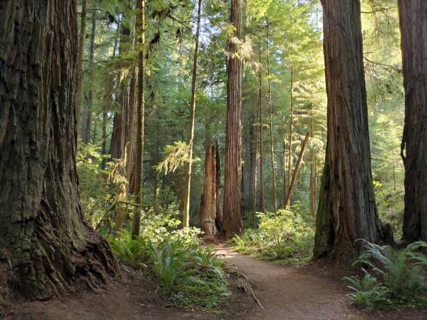 sentiero attraverso la foresta di sequoie della california in estate - redwood sequoia california redwood national park foto e immagini stock
