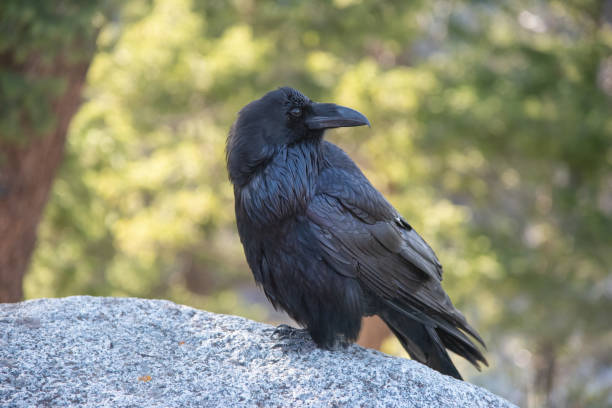 istock Raven bird sitting on a large boulder in the Yellowstone Ecosystem 1485518162