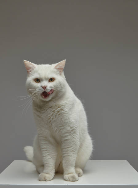 istock Cute white cat licking its mouth while looking at the camera on a white background. 1485518187