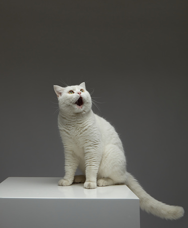 Studio portrait of adorable cat looking at camera with suspicious expression. Close-up angry cat lying down on the white table.