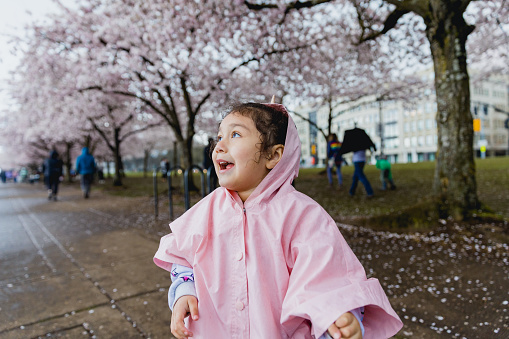 A beautiful little girl wearing a pink rain jacket is amazed and thrilled with the blooming cherry trees around her. Expressions of thrill and excitement can clearly be seen on her adorable face.