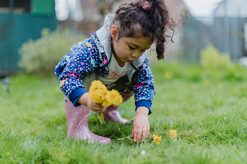 A curious and adventurous 3 year old girl playing and picking flowers in her yard.