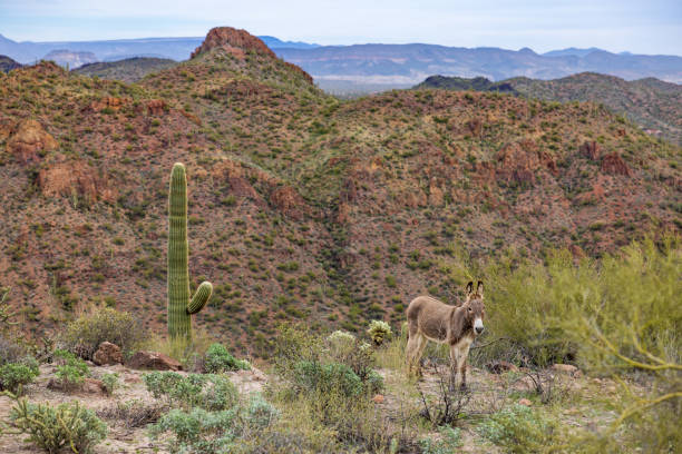 istock Wild Burro donkey in the desert 1485518910