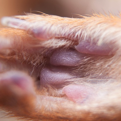 Close-up macro shot of the furry paws of a small animal, possibly a pet