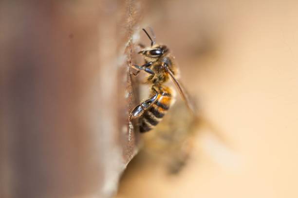 istock a macro shot of a bee 1485519574