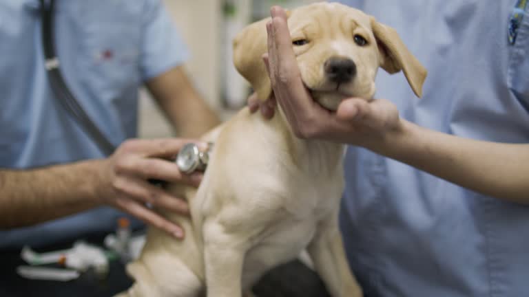 Labrador retriever puppy is being examined by a veterinarian