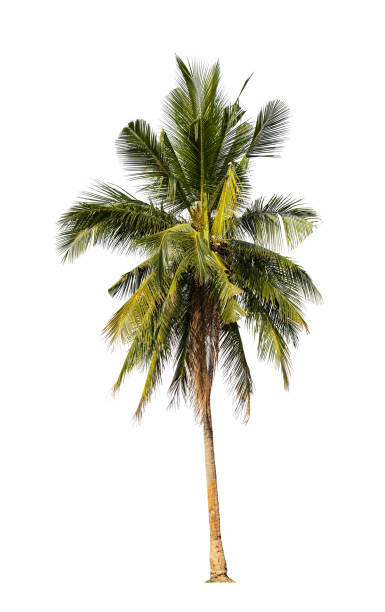istock Coconut palm tree isolated on white background with clipping path. 1485524590