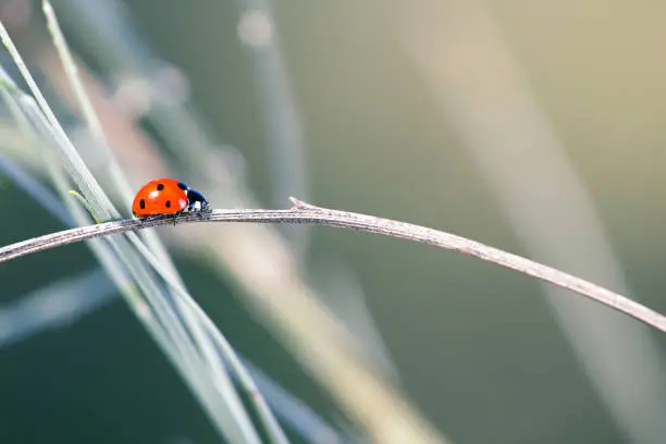 It is a species of cucujoideo beetle of the Coccinellidae family. It is the most common ladybug in Europe.