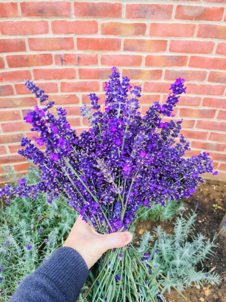 Hand holding a bunch of purple flowering lavender stock photo