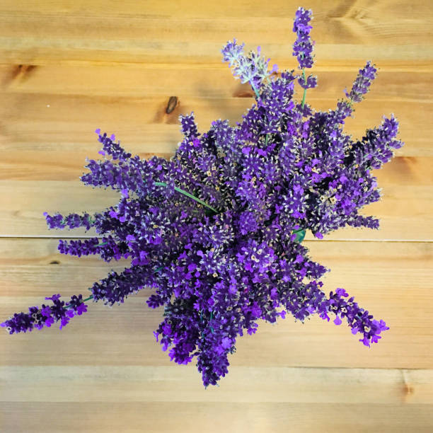 Bunch of purple flowering lavender from above stock photo