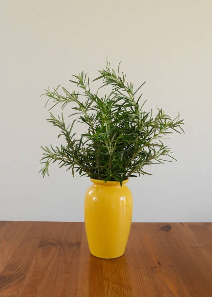 Yellow vase of rosemary stock photo