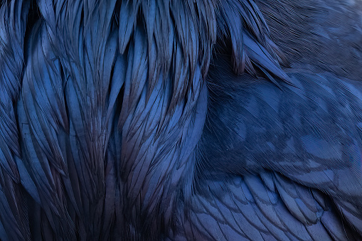 Raven feathers close up in Yellowstone Ecosystems USA, North America.