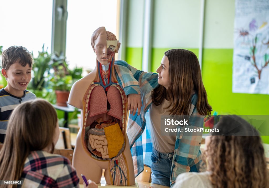 Teenagers Study Human Anatomy At School Stock Photo Biology Diagrams