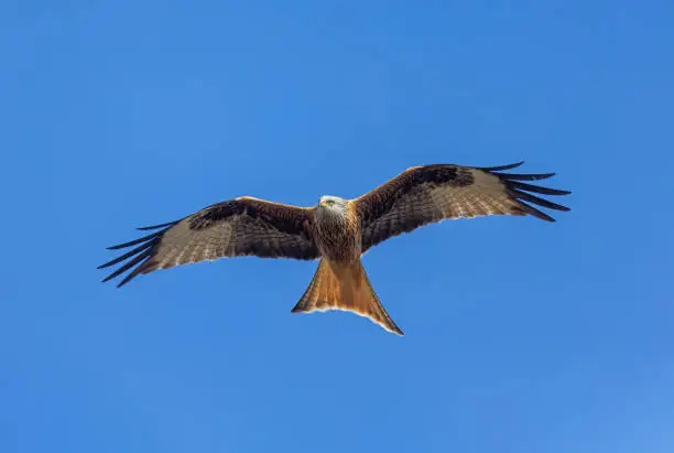 Red kite (Milvus milvus) flying against a blue sky.