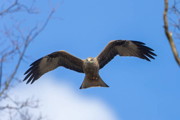 Flying black kite (Milvus migrans) Flying black kite (Milvus migrans)  against a blue sky. milvus migrans stock pictures, royalty-free photos & images