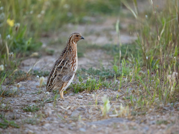 istock Common or European quail, Coturnix coturnix, 1485533910