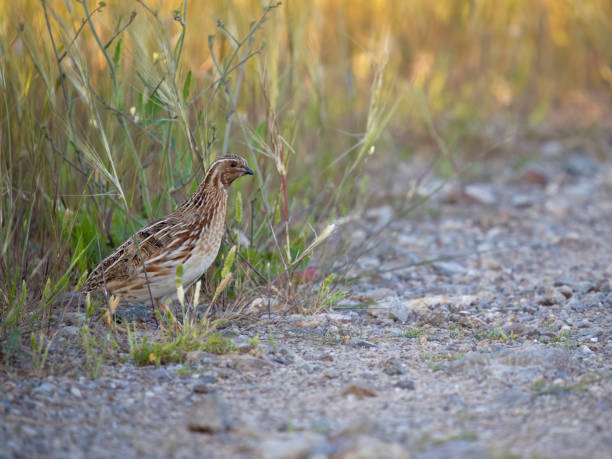istock Common or European quail, Coturnix coturnix, 1485533912