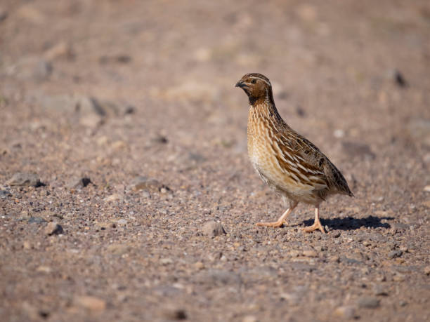 istock Common or European quail, Coturnix coturnix, 1485533916