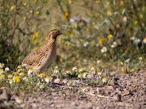 Common or European quail, Coturnix coturnix, single male on grround, Sardinia, April 2023