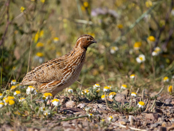 istock Common or European quail, Coturnix coturnix, 1485533920