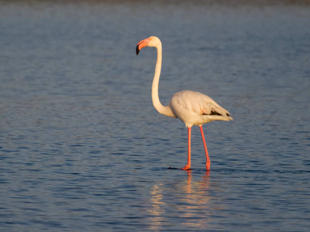 istock Greater flamingo, Phoenicopterus roseus 1485533950