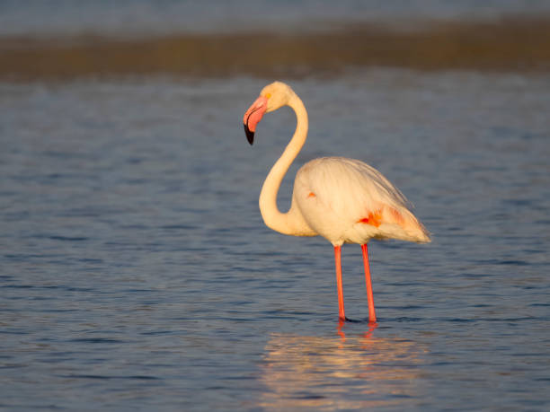istock Greater flamingo, Phoenicopterus roseus 1485533953