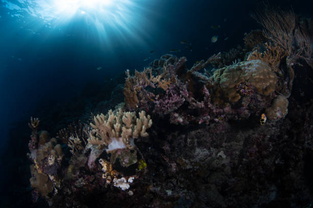 istock Coral Reef and Late Afternoon Light in Raja Ampat 1485534079