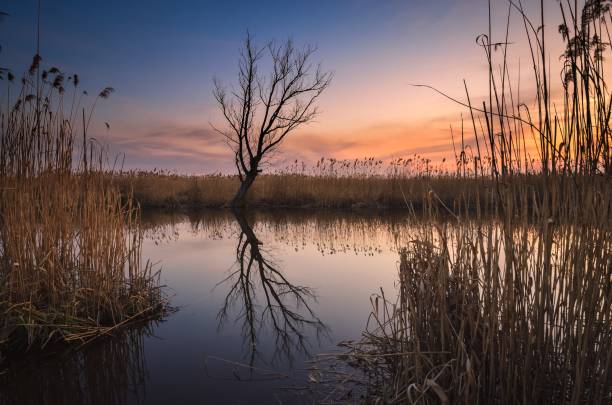 istock Beautiful summer landscape by the river. 1485534134