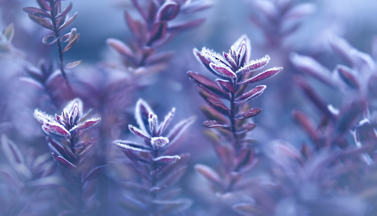A plant  with frost on the leaves in winter, soft pastel-blue background, fairytale-like dreamy atmosphere