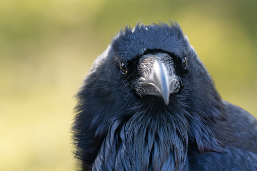 Raven bird perched extreme close up, headshot, looking at camera