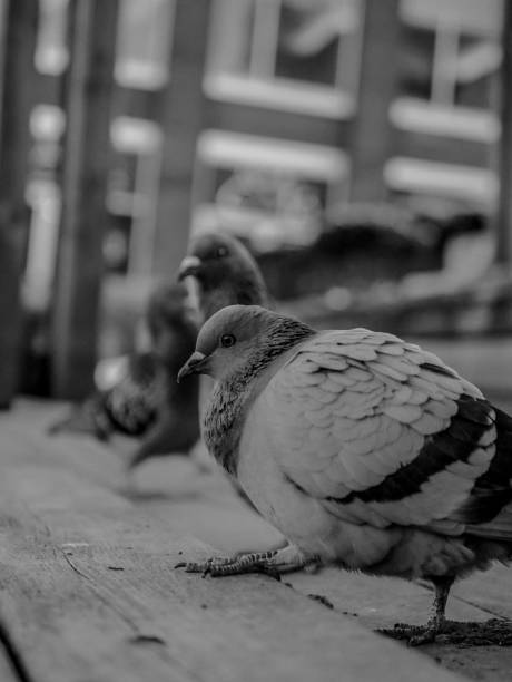 istock Group of pigeons perched on a wooden structure next to a brick-faced 1485537942