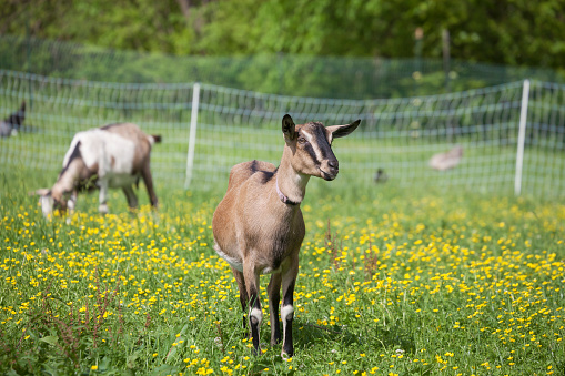 A brown goat, standing in a grassy field with yellow wildflowers on a farm, looks sideways at the camera.  Other goats and chickens are grazing in the distance.