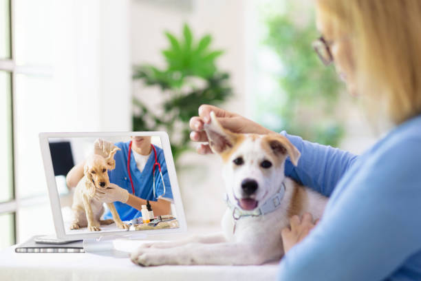 consulta en línea con veterinario médico. - vet dog teenager puppy fotografías e imágenes de stock