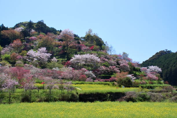 istock Flowers blooming in a mountain village (Konan City, Kochi Prefecture) 1485540547