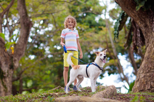 istock Child and dog walk in summer park 1485540556