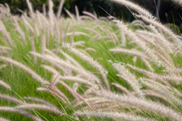 istock Fountain grass or pennisetum alopecuroides 1485543336