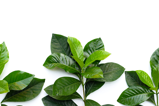 Green leaves of cape jasmine or garden gardenia, gerdenia flower