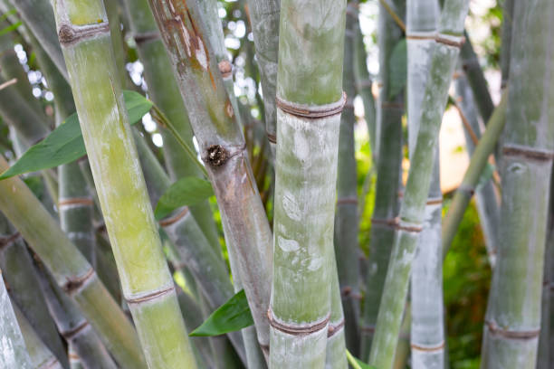 istock Bamboo plant in the garden 1485544259