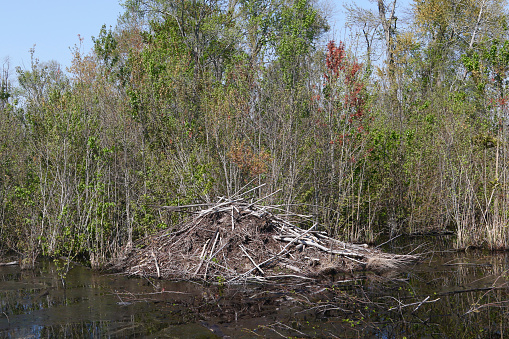 Beaver lodge at Great Dismal Swamp National Wildlife Refuge, Virginia