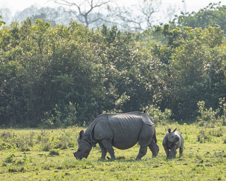 A grazing mother Indian Rhinoceros, Rhinoceros unicornis, aka Greater One-horned Rhinoceros, with her alert calf looking out from behind her. Kaziranga National Park, Assam, India.