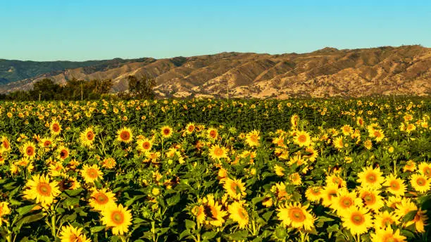 A bright yellow field of sunflowers in full bloom in Yolo County, California.