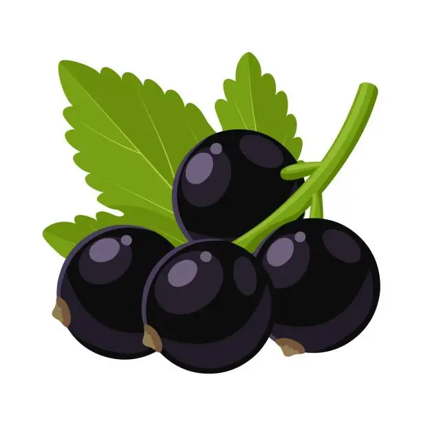 Vector illustration of Black currant