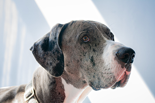 Close-up portrait of a Great Dane dog in front of a dramatic light blue backdrop